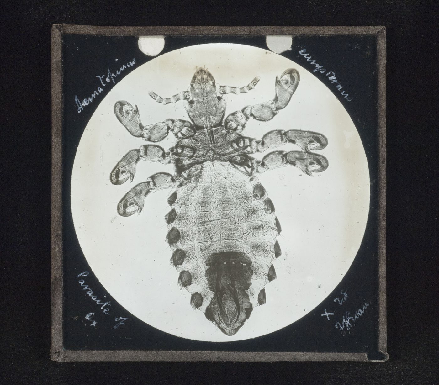 Photomicrograph of parasite of ox (Haematopinus eurysternus)
