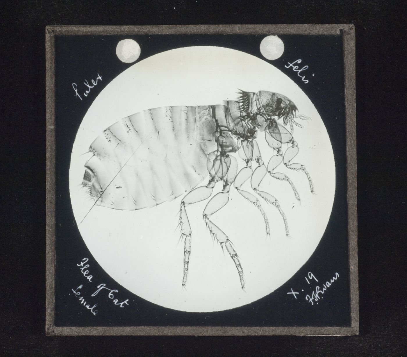 Photomicrograph of female flea of cat