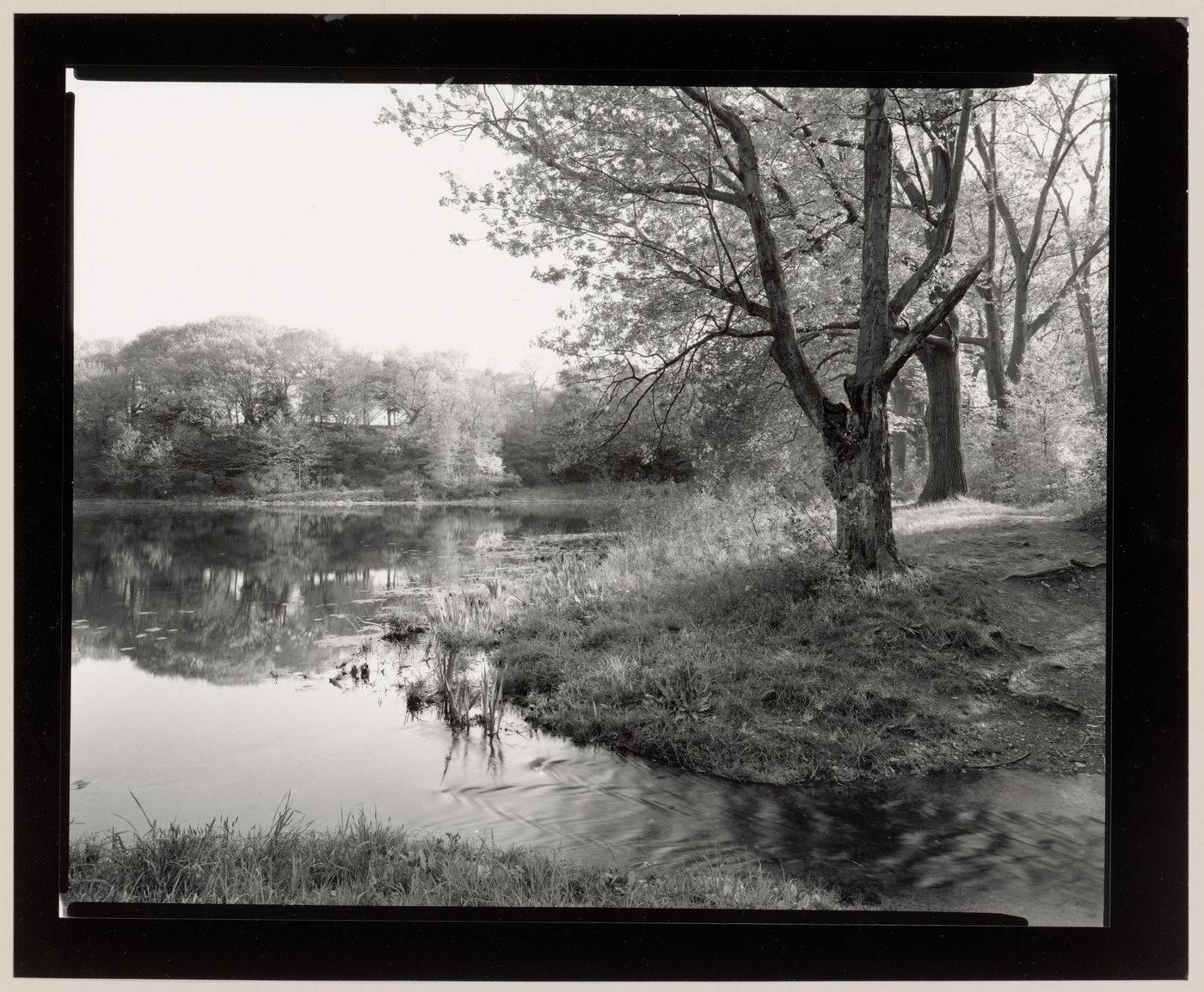 Wards Pond, the Muddy River Improvement, Boston, Massachusetts