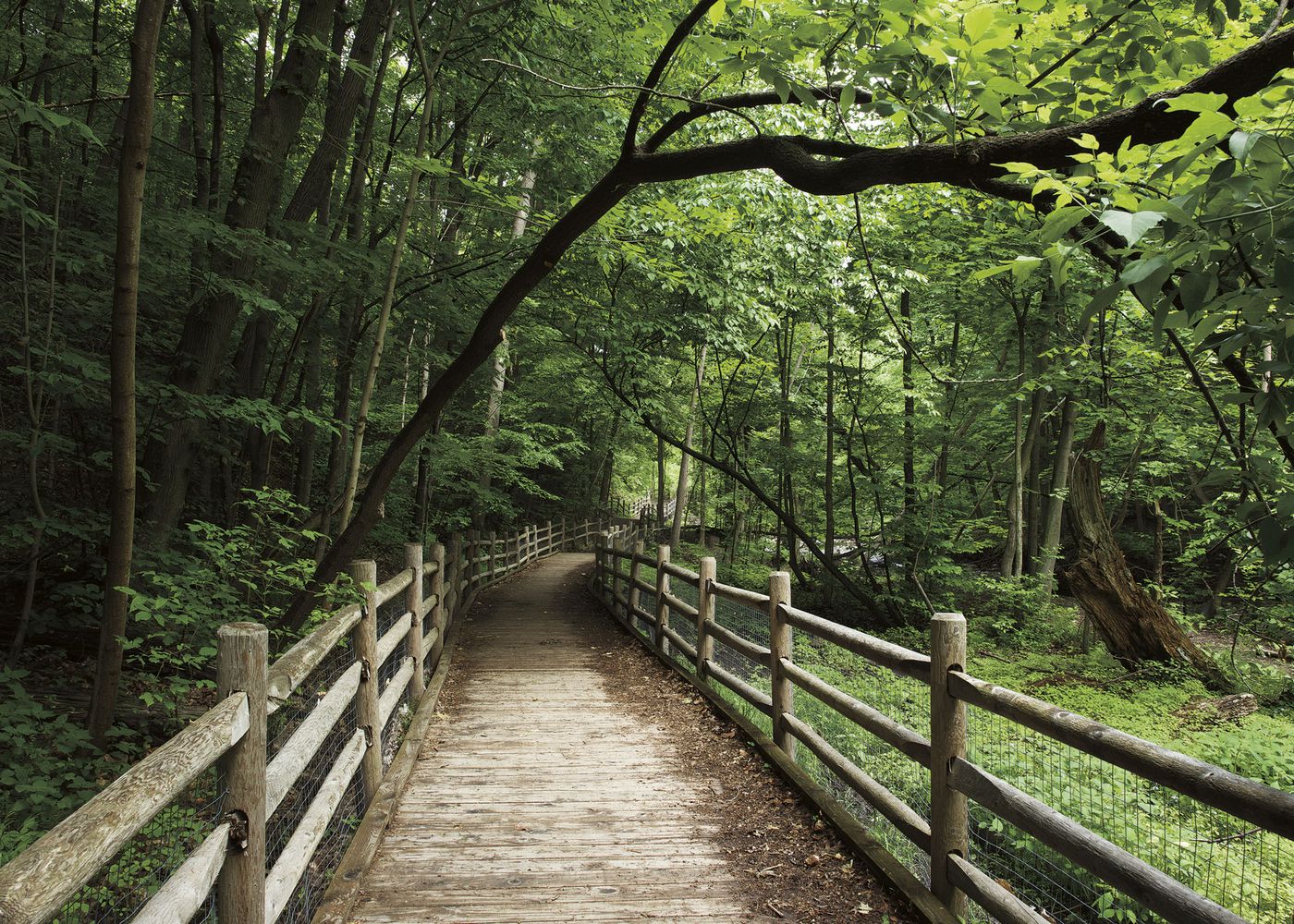 An Enduring Wilderness: Burke Brooke Ravine Trail, Sunnybrook Park, Toronto