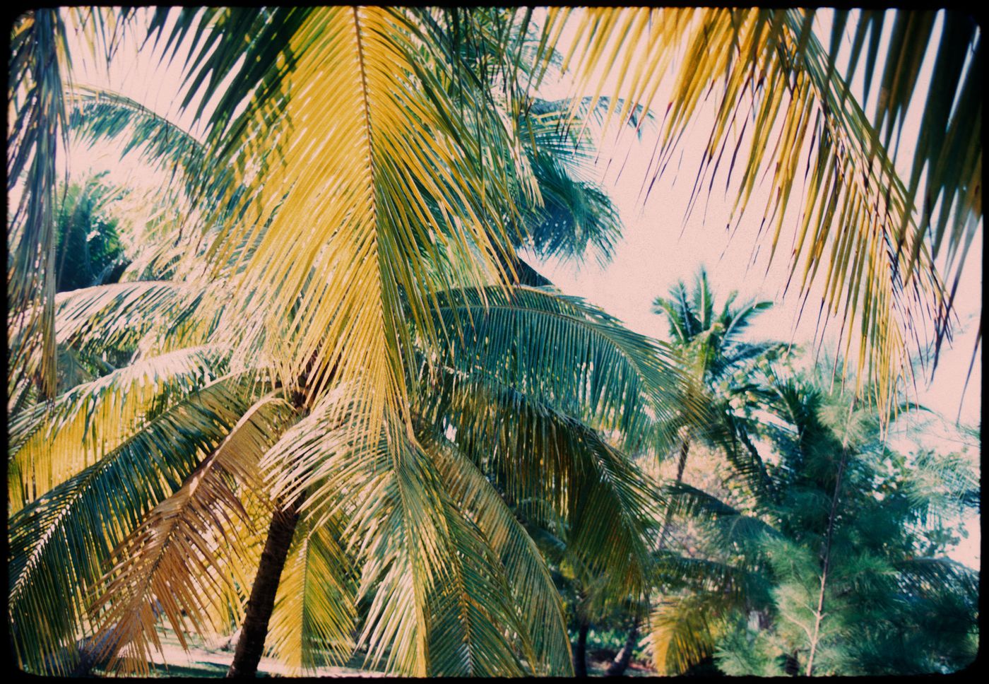 Palm trees, Jamaica