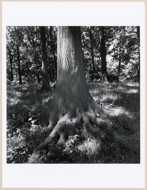 Tree, Prospect Park, Brooklyn, New York City, New York