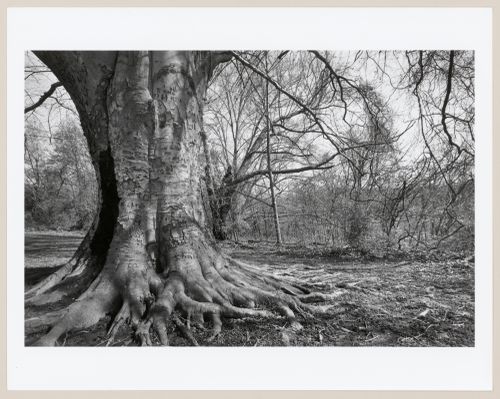 European beech tree, Cherokee Park, Louisville, Kentucky