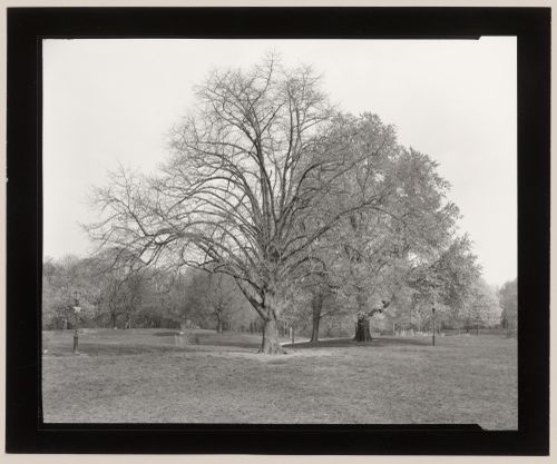 The Long Meadow, Prospect Park, Brooklyn, New York