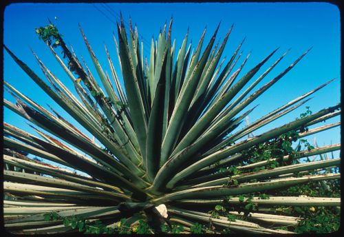 Close up of plant, Jamaica