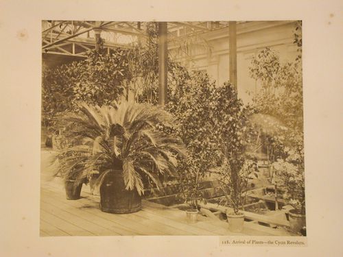 Plants, Crystal Palace, Sydenham, England