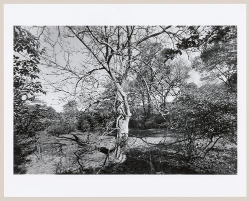 The Arnold Arboretum, Boston, Massachusetts