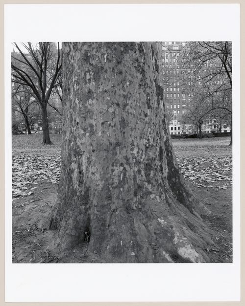 Central Park, New York, New York