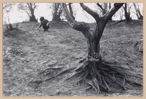 Partial view of trees showing a child playing with a toy car in the background, New York City, New York
