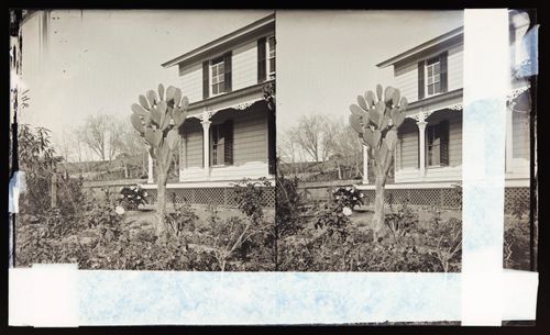 Stereograph of home garden with prickly pear cactus,California, United States of America