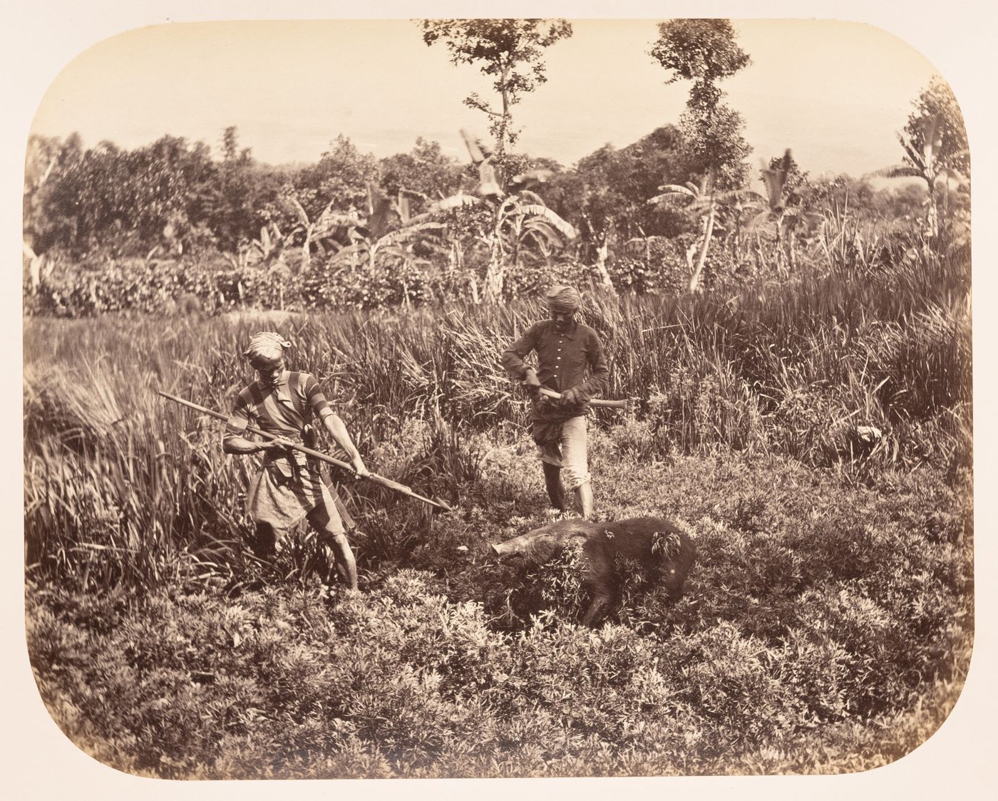 Group portrait of two men holding weapons standing beside a dead boar, the Preanger Regencies (now in Jawa Barat), Dutch East Indies (now Indonesia)