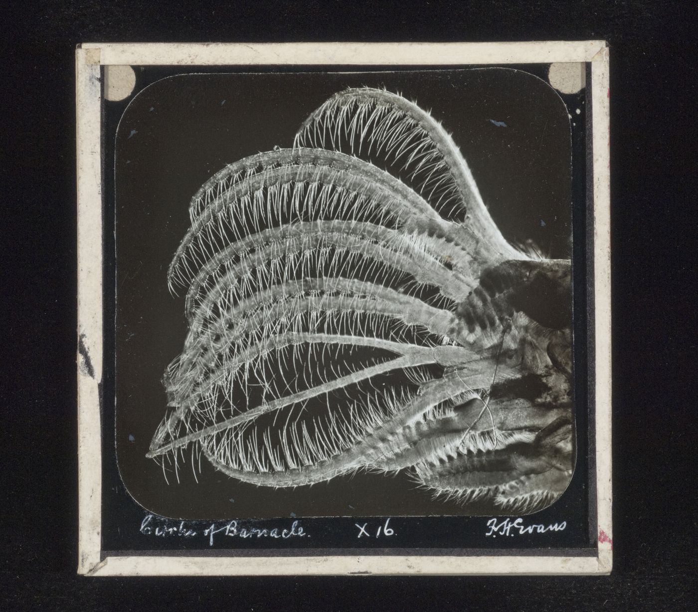 Photomicrograph of unidentified part of barnacle