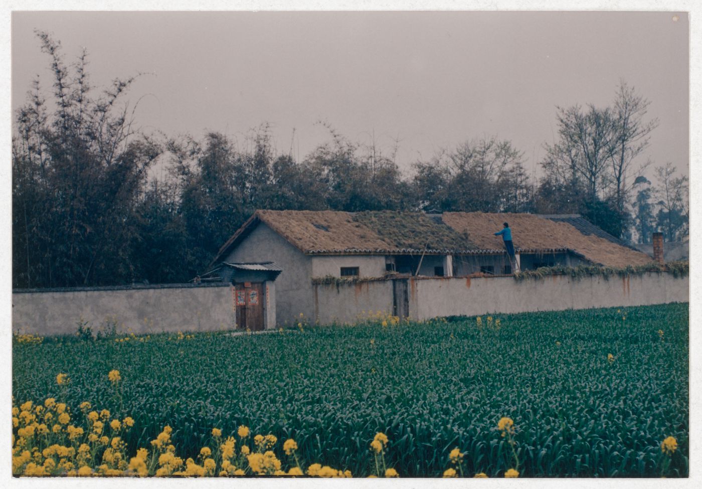 View of cultivated field and rural house in Sichuan province, China