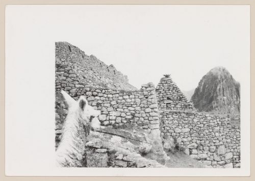 Lama and stone buildings, Machu Picchu, Peru