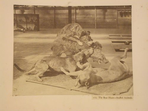 Taxidermy boar and dogs, Crystal Palace, Sydenham, England
