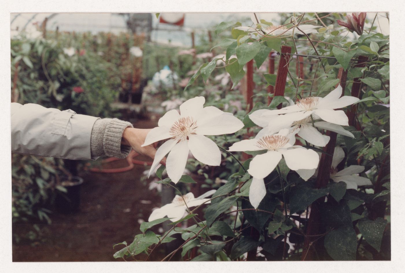 Plant reference photograph for landscape design projects