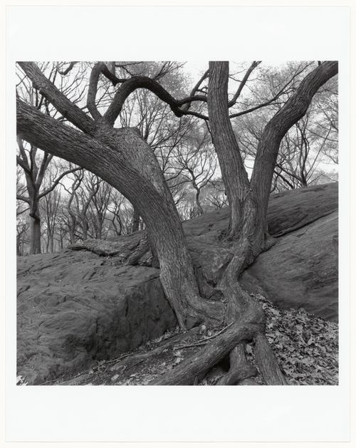 Central Park, New York, New York