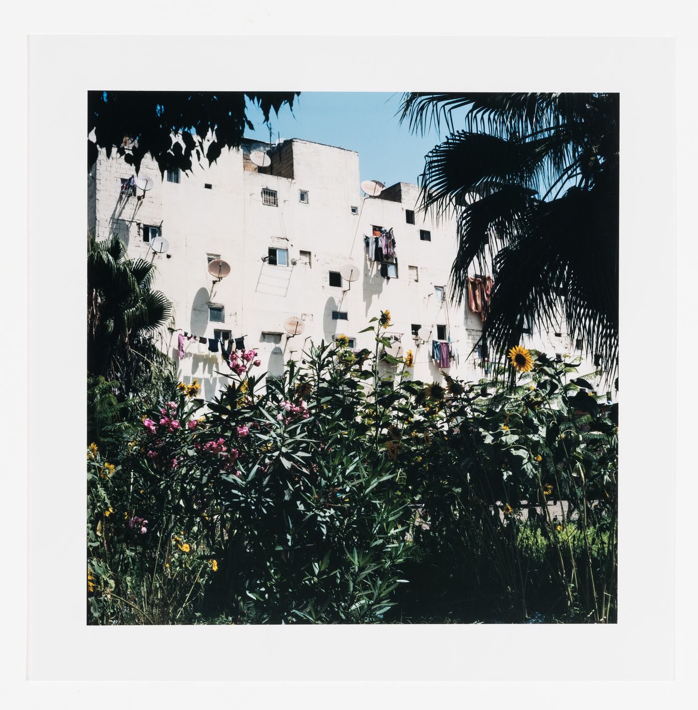 Plants and flowers, cité verticale, Carrières centrales neighbourhood, Casablanca