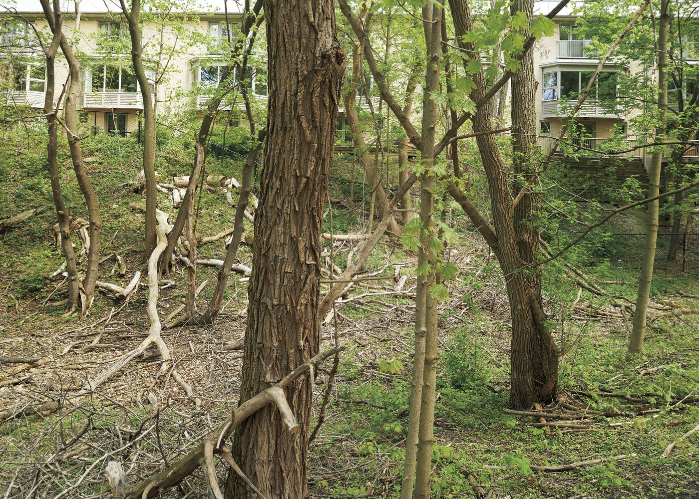 An Enduring Wilderness: Cedervale Park, Toronto