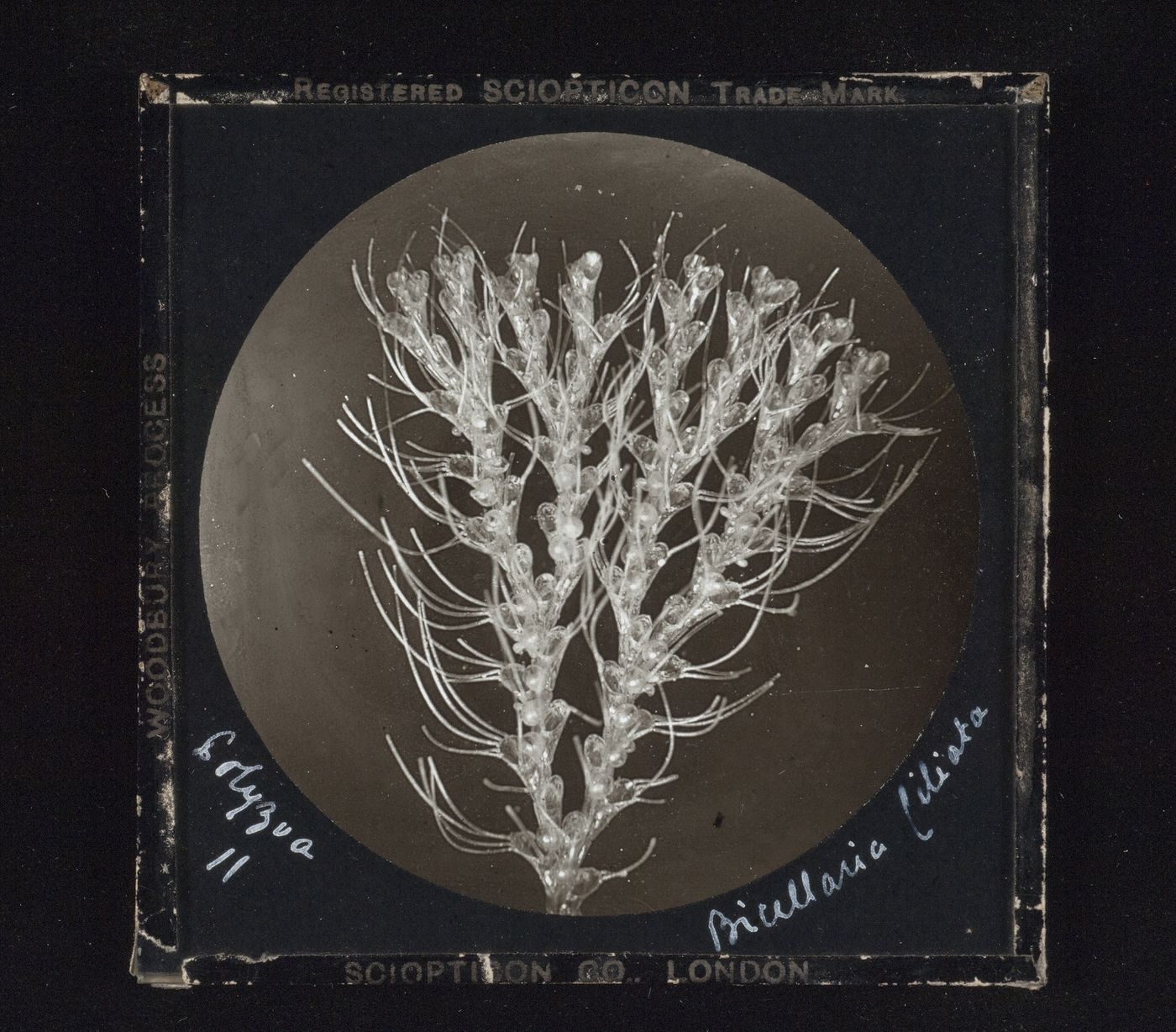 Unidentified photomicrograph