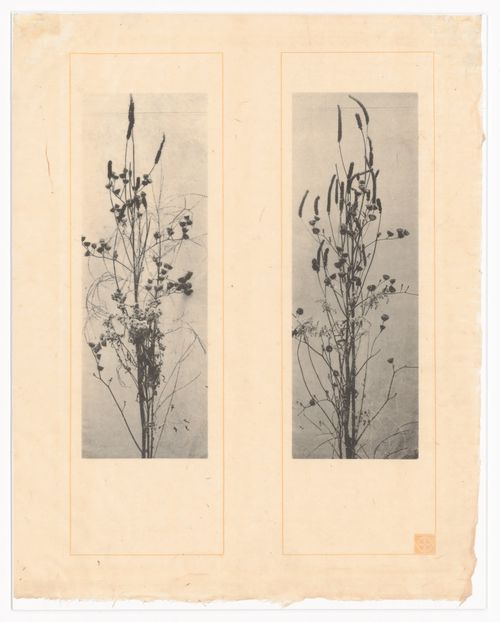 Dried weeds study