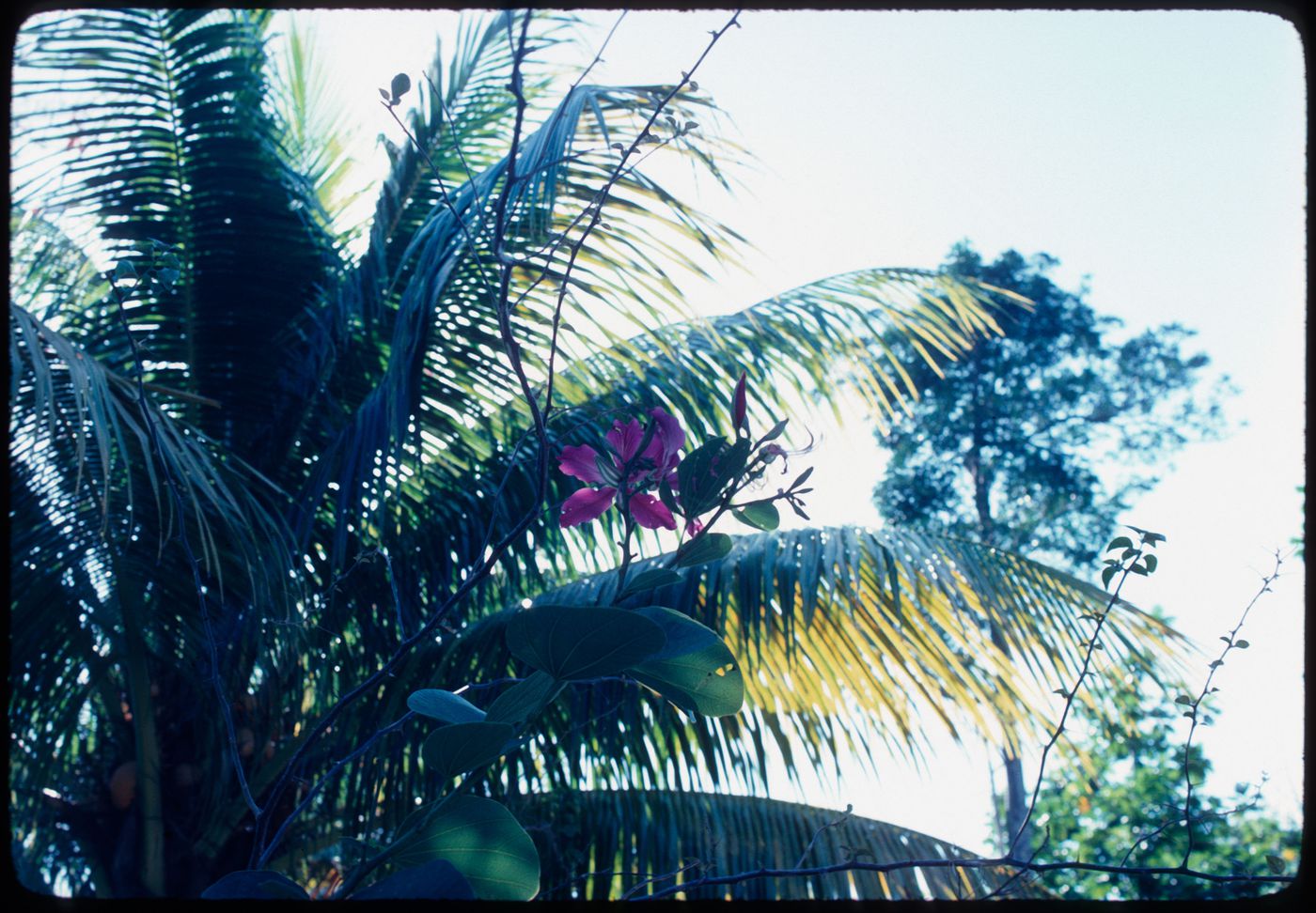 Palm trees, Jamaica