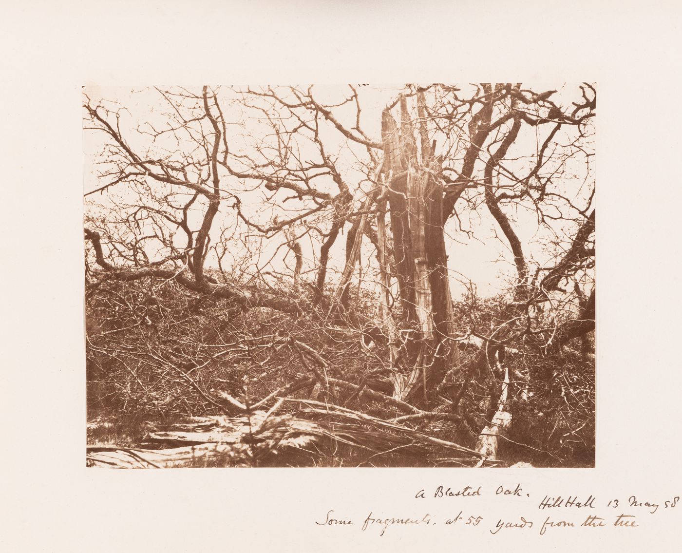 A Blasted Oak, Hill Hall