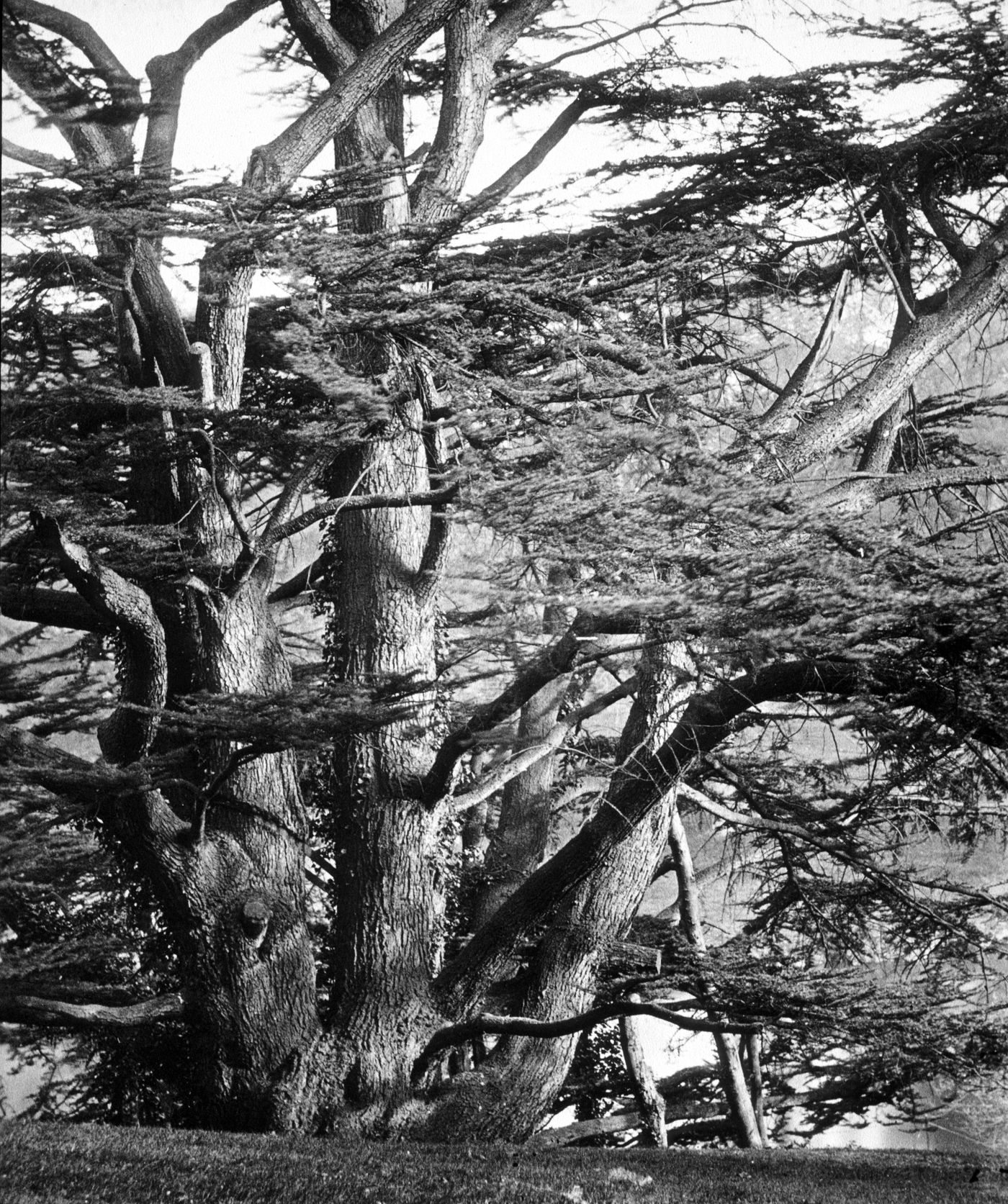 Plate from portfolio ''Gems of Photographic Art, Selected by F. Frith''