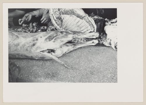 Butchered animal, South America
