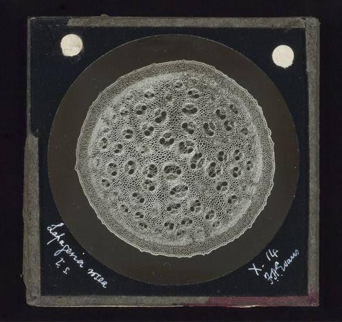 Photomicrograph of lapageria rosea