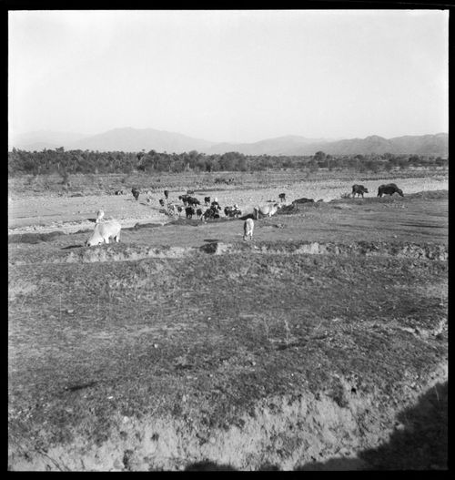 Cows in a field in Chandigarh, India