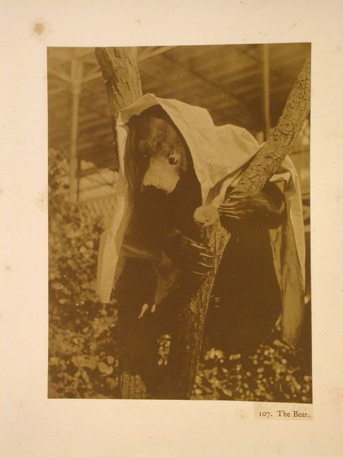 Taxidermy bear, Crystal Palace, Sydenham, England