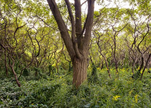 An Enduring Wilderness: Black Locust among sumacs, Sylvan Park, Toronto
