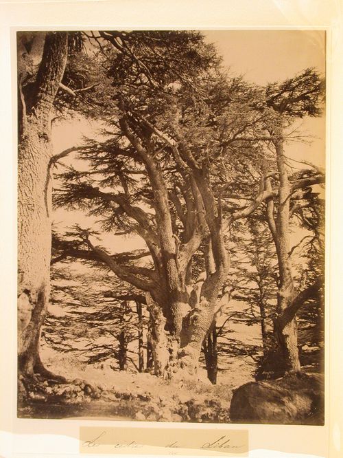Les cedres du Liban