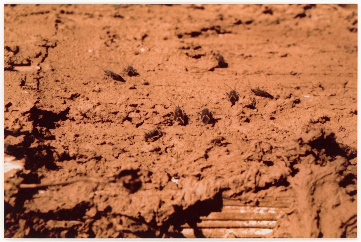 Photograph of insects for Clay House