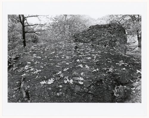 Stone outcrop, the wilderness, Franklin Park, Boston, Massachusetts