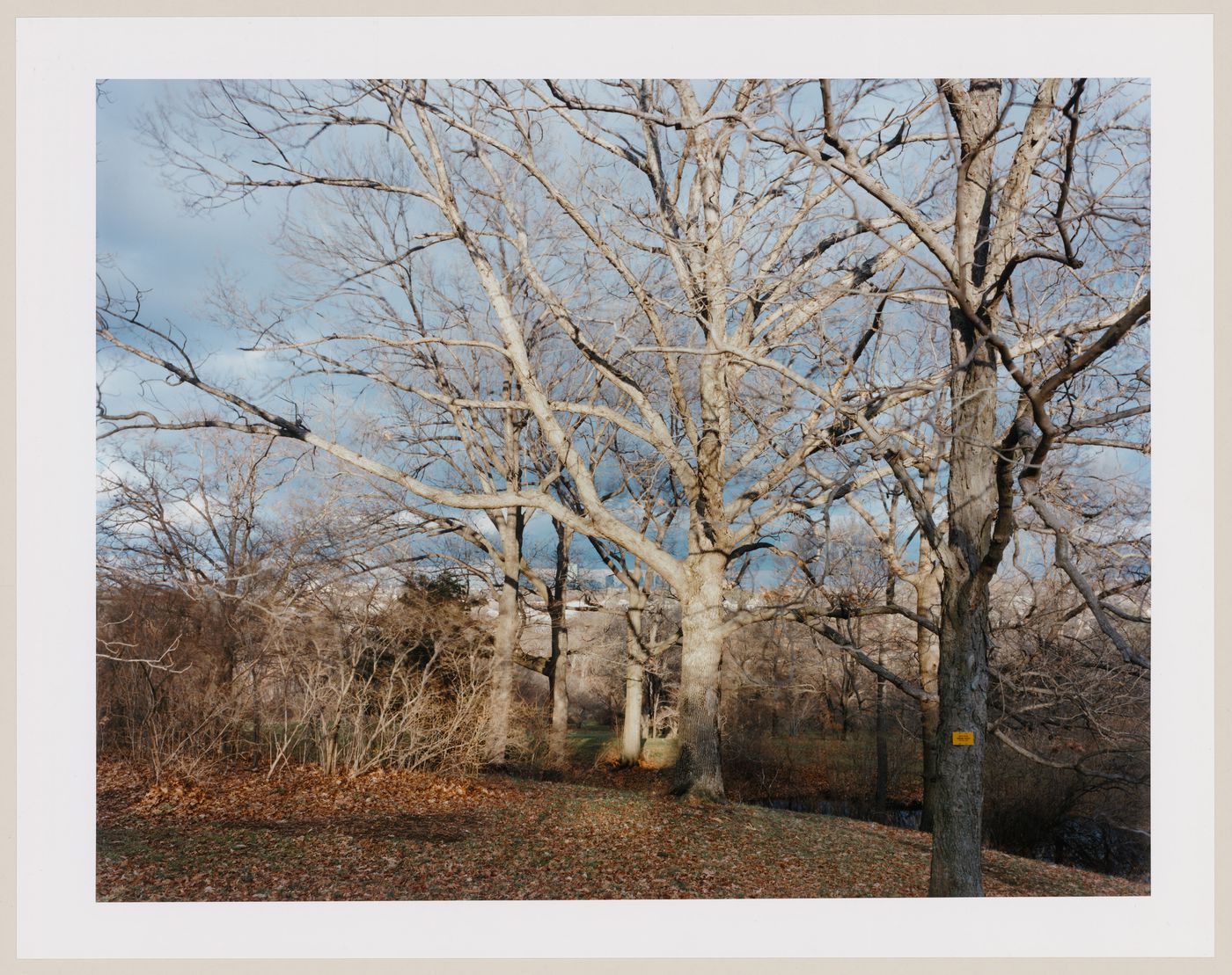 Viewing Olmsted: View from Bussey Hill, Arnold Arboretum, Boston, Massachusetts