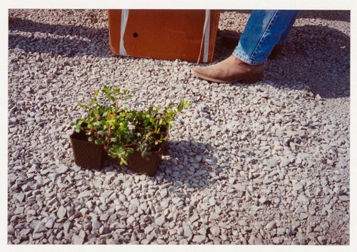 Close-up view of potted plants from landscape regeneration, Northwest Territories Legislative Assembly Building, Yellowknife, Northwest Territories