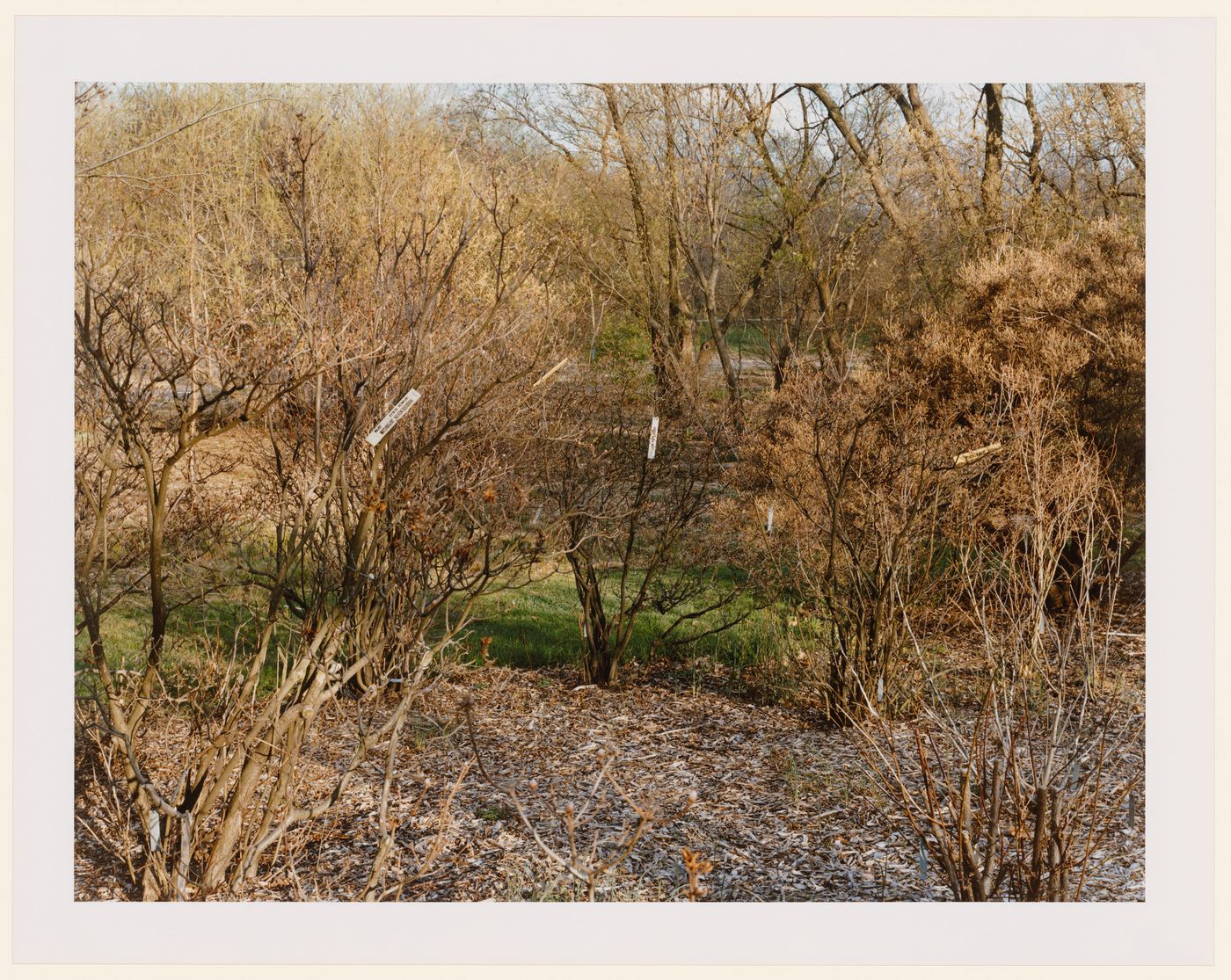 Viewing Olmsted: View of Shrubs, The Arnold Arboretum, Boston, Massachusetts