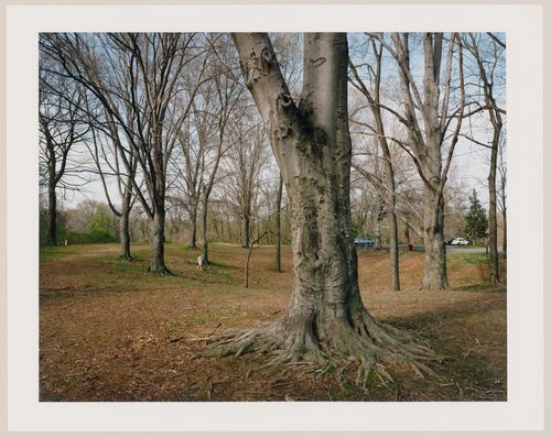 Viewing Olmsted: View of Grove of beech and oak trees, off picnic area, Cherokee Park, Louisville, Kentucky