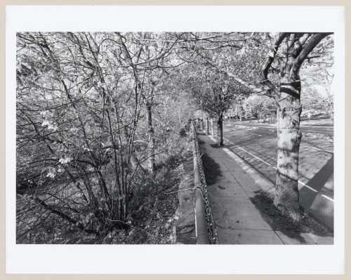 View along edge of The Arnold Arboretum, Boston, Massachusetts