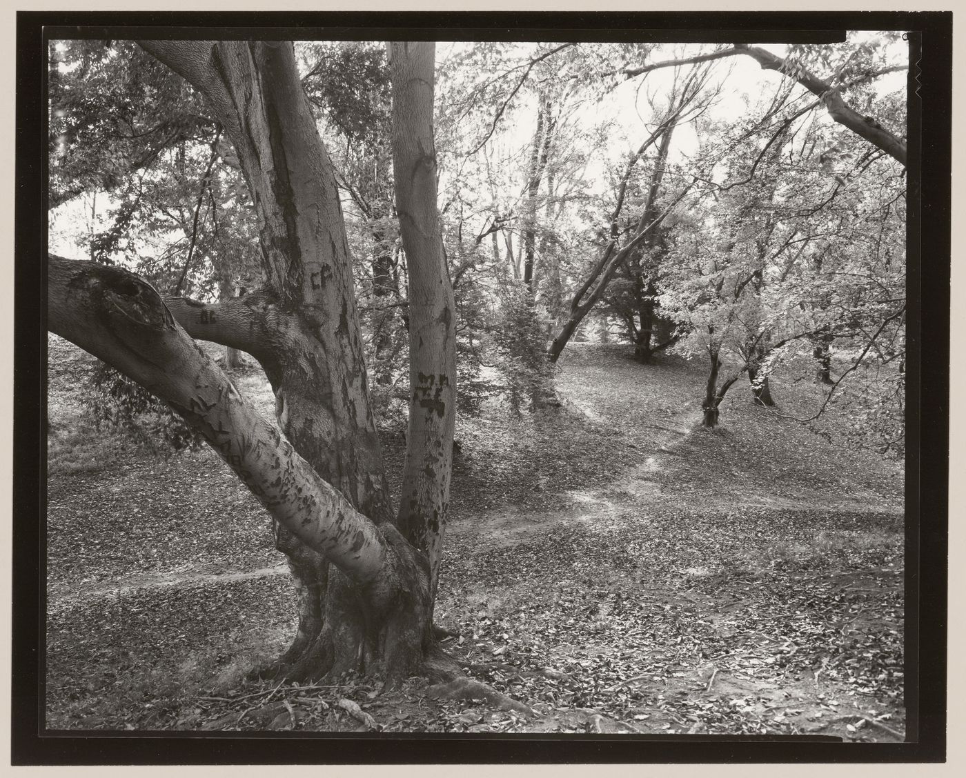 Sycamore tree, Highland Park, Rochester, New York