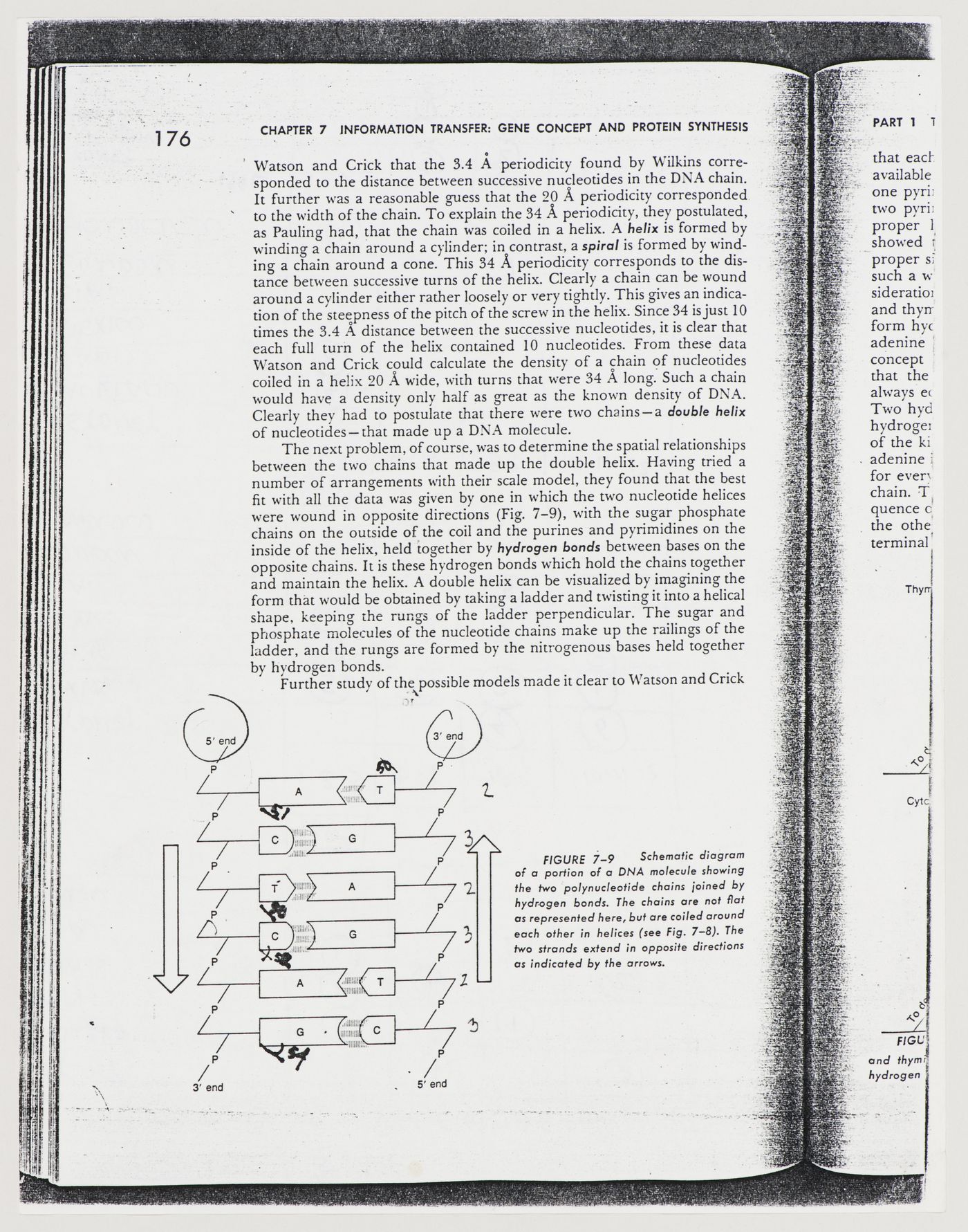 Copy of a book page with partial description and schematic diagram of a portion of a DNA molecule, documentation for Biocentrum - Biology Center for the J.W. Goethe University, Frankfurt am Main, Germany