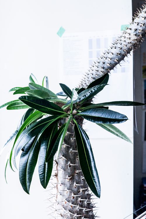 Image from the artist's book "Uncollected at CCA"