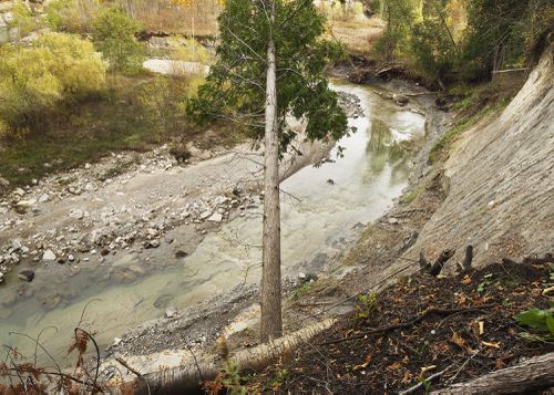 An Enduring Wilderness: Sideways cedar, Morningside Park, Toronto