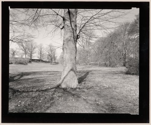 Beech Tree, lawn below the terrace, Rockwood Hall, The Willam D. Rockefeller Estate, North Terrytown, New York