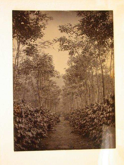 View of a path through a plantation [?]