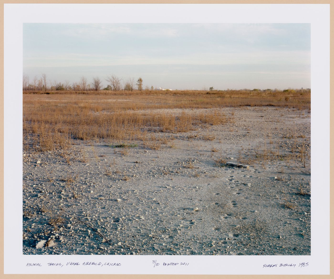 ORD: O’Hare Airfield: View of Animal Tracks on Airfield, O'Hare Airfield, Chicago