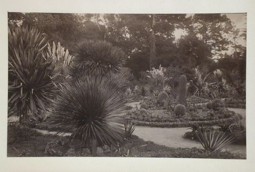 View of a garden, California [?]