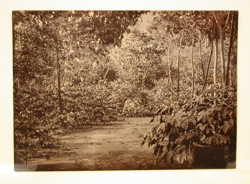 View of a path through a plantation [?] after a storm